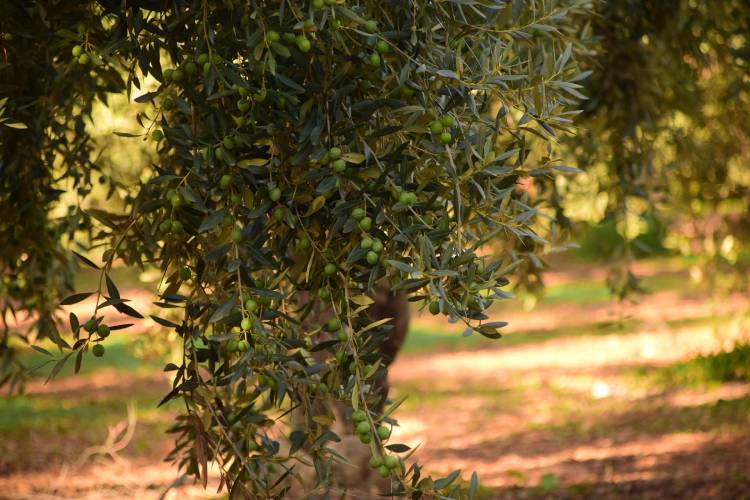Zeytin Ağaçları