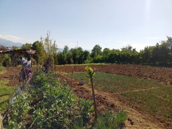 Devran