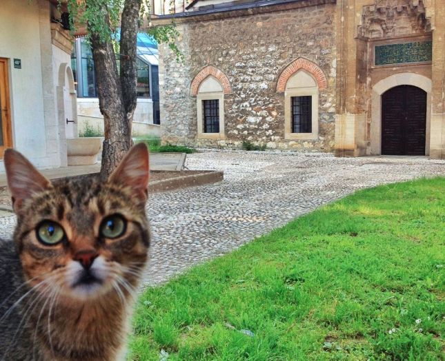 Doğulunun kedi sevgisi nereden geliyormuş?