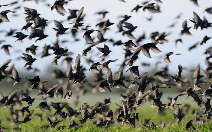 Ahmet Sezgin: Ebabil Kuşlarını mı Bekliyorsunuz?