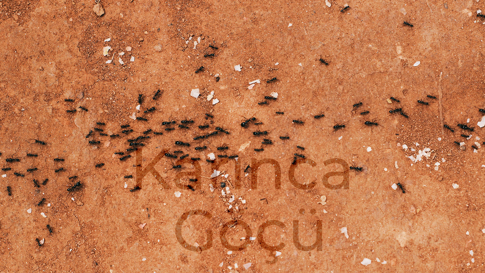 Mehmet Kabakçı: Karınca Göçü