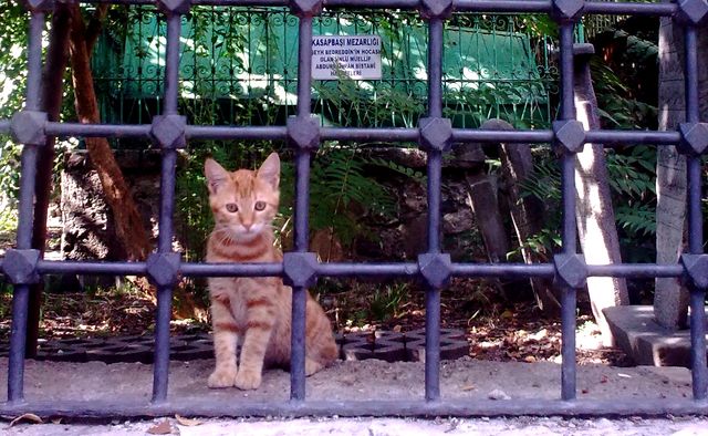 Bursa'nın dar sokaklarının bir hikayesi var