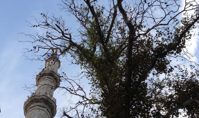 Belli ki bir terkip arıyor, ifadeye durmak için