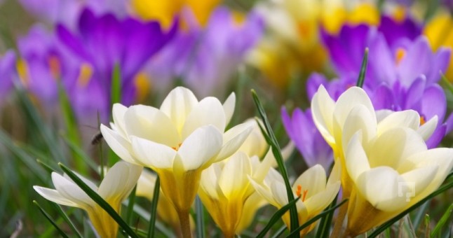 Bahâr mevsimidir hemdem-i sabâ olalım