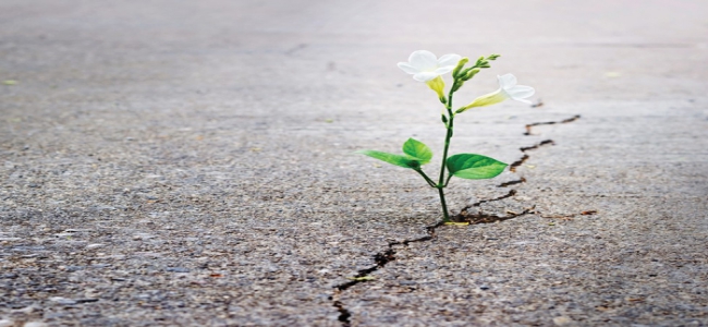 Prof. Dr. Metin Özdemir: Ümit Ham Hayal Sağduyu Yasa ve Sonuç