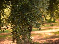 Zeytin Ağaçları