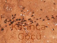 Mehmet Kabakçı: Karınca Göçü