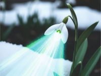 “Leyl-i Kardelen” şiir kitabı çıktı