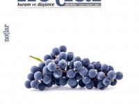 Notlar Dergisinin 5. Sayısı Çıktı